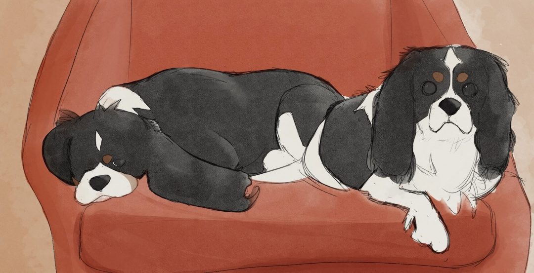 Cavaliers on Orange Chair