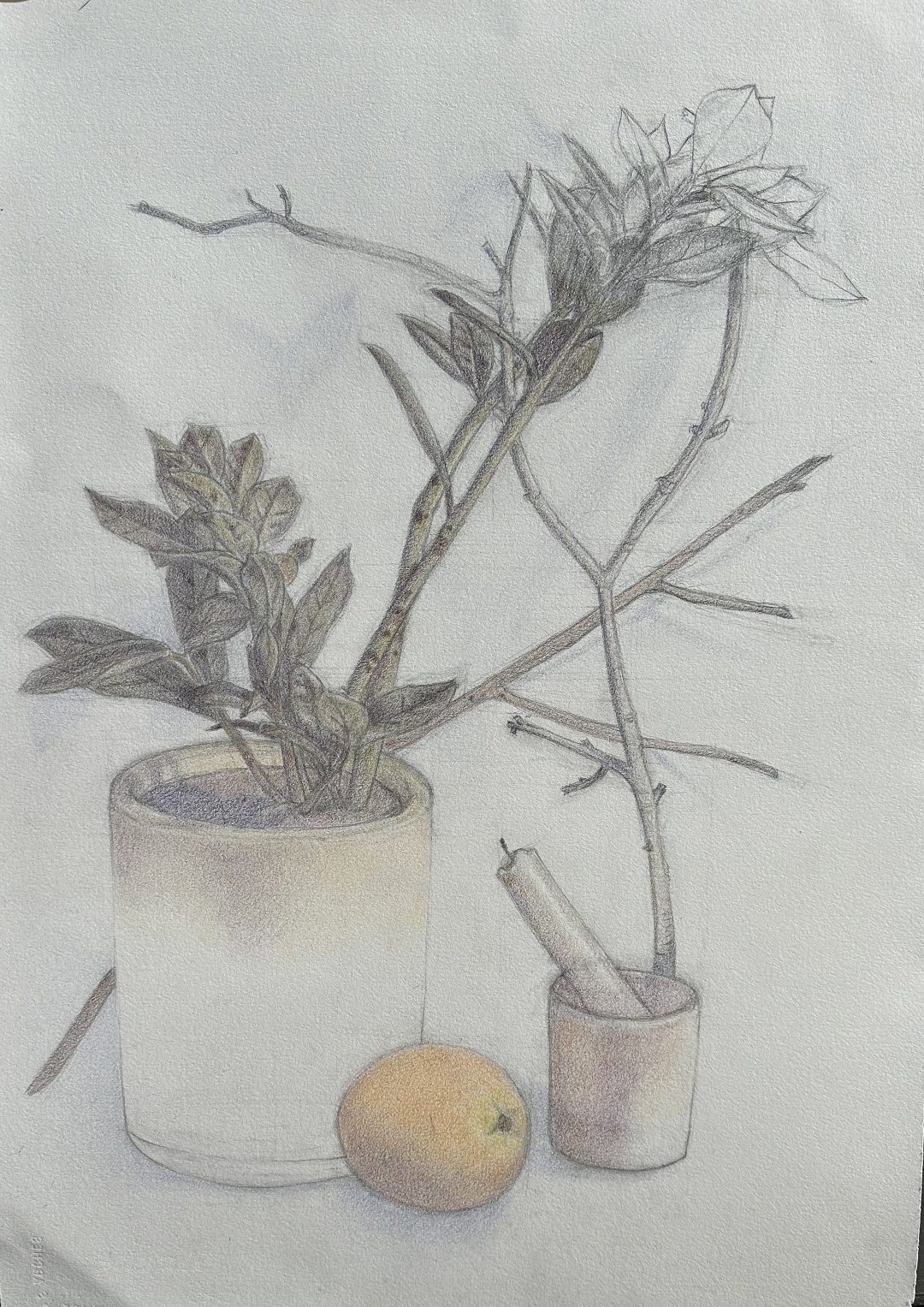 Orange, Candle, and Plant