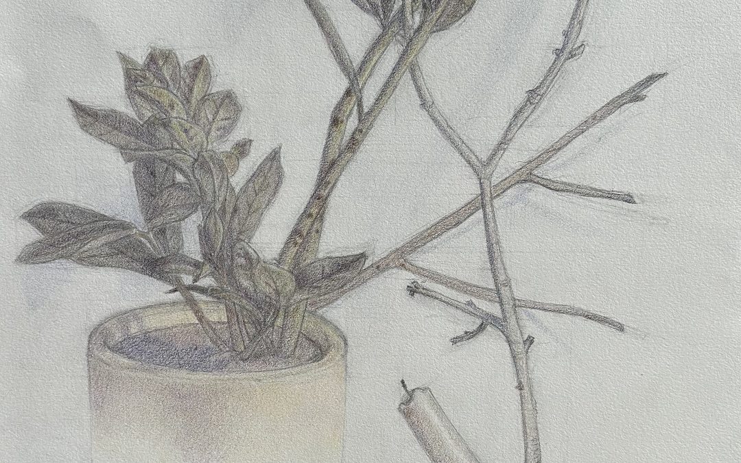 Orange, Candle, and Plant