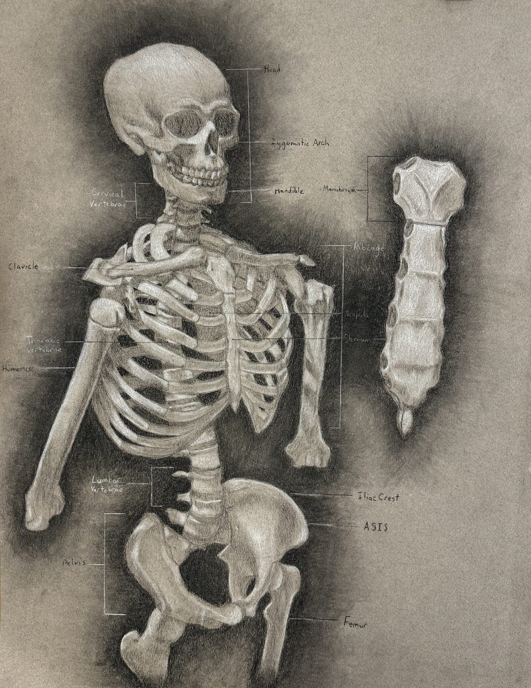 Charcoal Skeleton