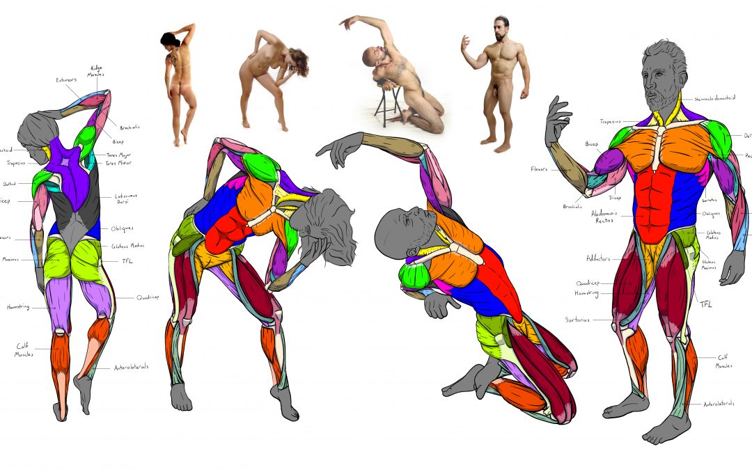 Illustrated Écorché